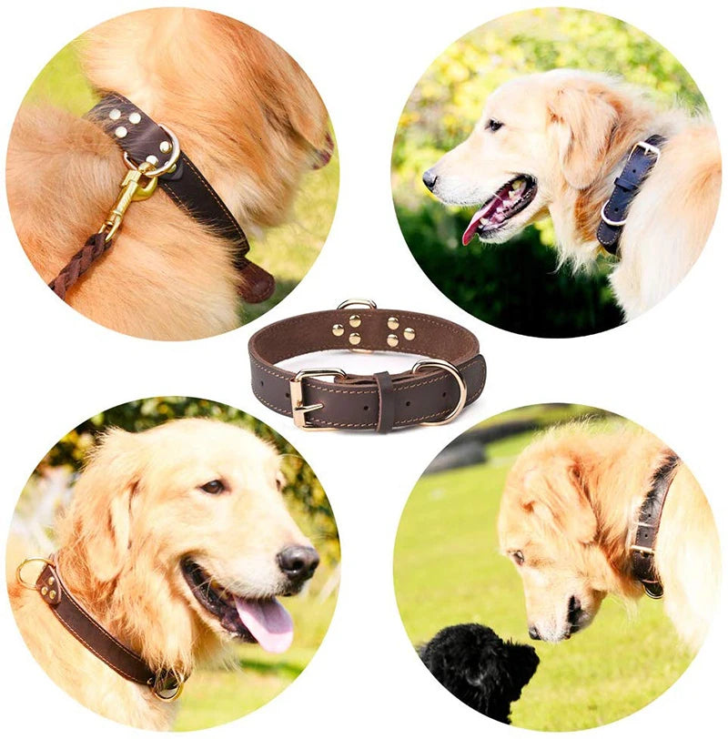Luxus-Hundehalsband: Echtes Leder, robust & rostfrei mit doppeltem D-Ring für große Hunde - Animalivo