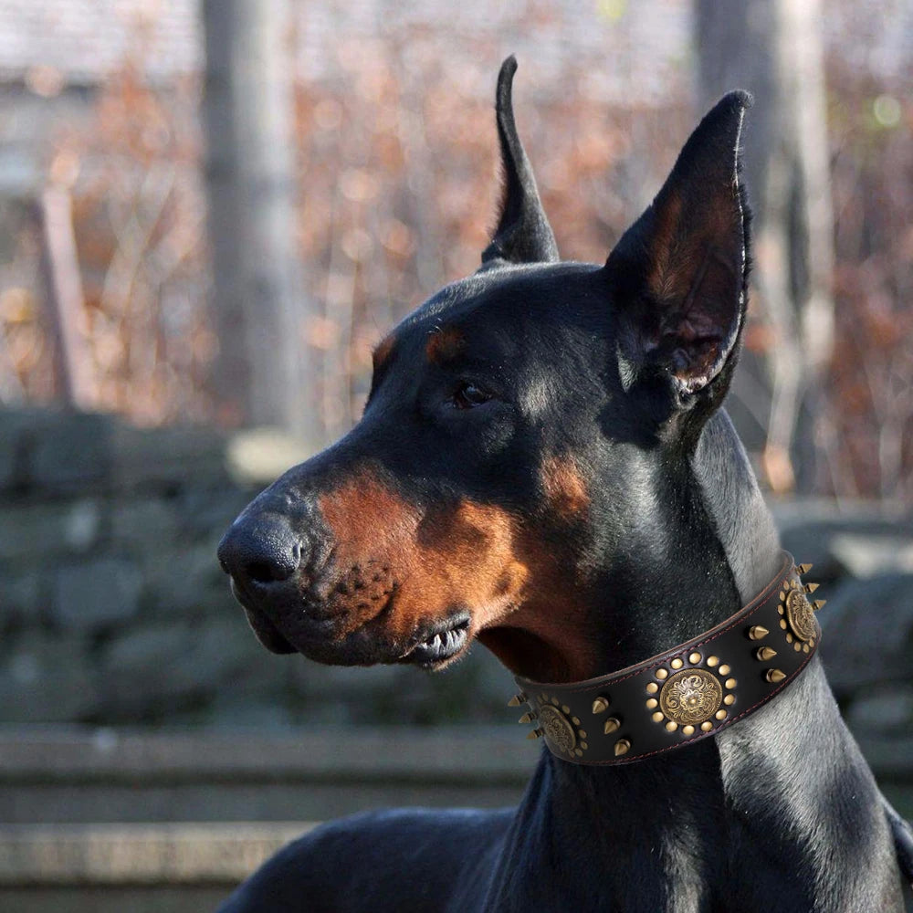 Großes Braunes Leder-Hundehalsband mit Spikes & Nieten - Animalivo