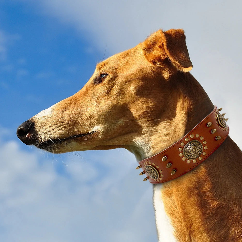 Großes Braunes Leder-Hundehalsband mit Spikes & Nieten - Animalivo