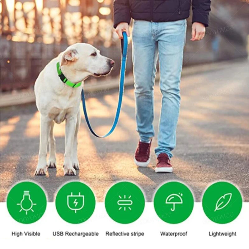 LED Hunde-Halsband: USB-aufladbar, 3 Modi & Abnehmbar zur Verlustprävention - Animalivo