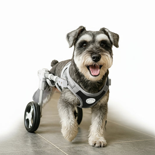 Kleiner Hund Rollstuhl für Hinterbeine (Lähmung & Rehabilitation)