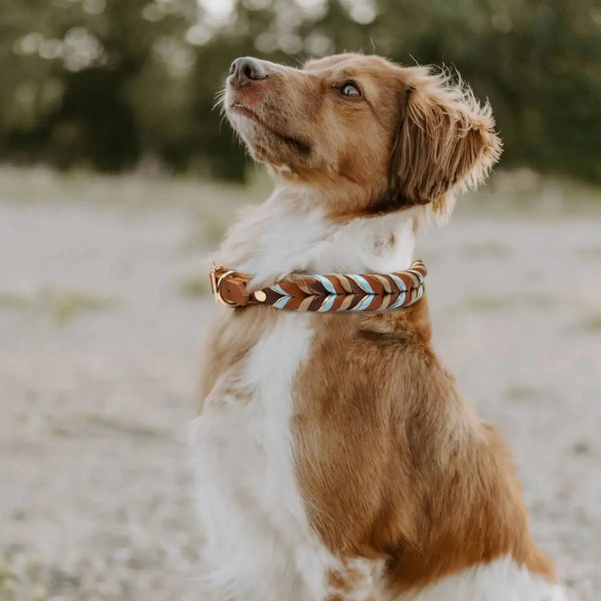 Modisches Nylonseil-Hundehalsband mit Echtleder-Details (Geflochten & Bunt) - Animalivo
