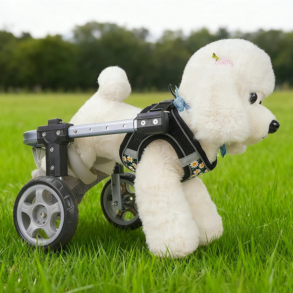Kleiner Hund Rollstuhl für Hinterbeine (Lähmung & Rehabilitation)