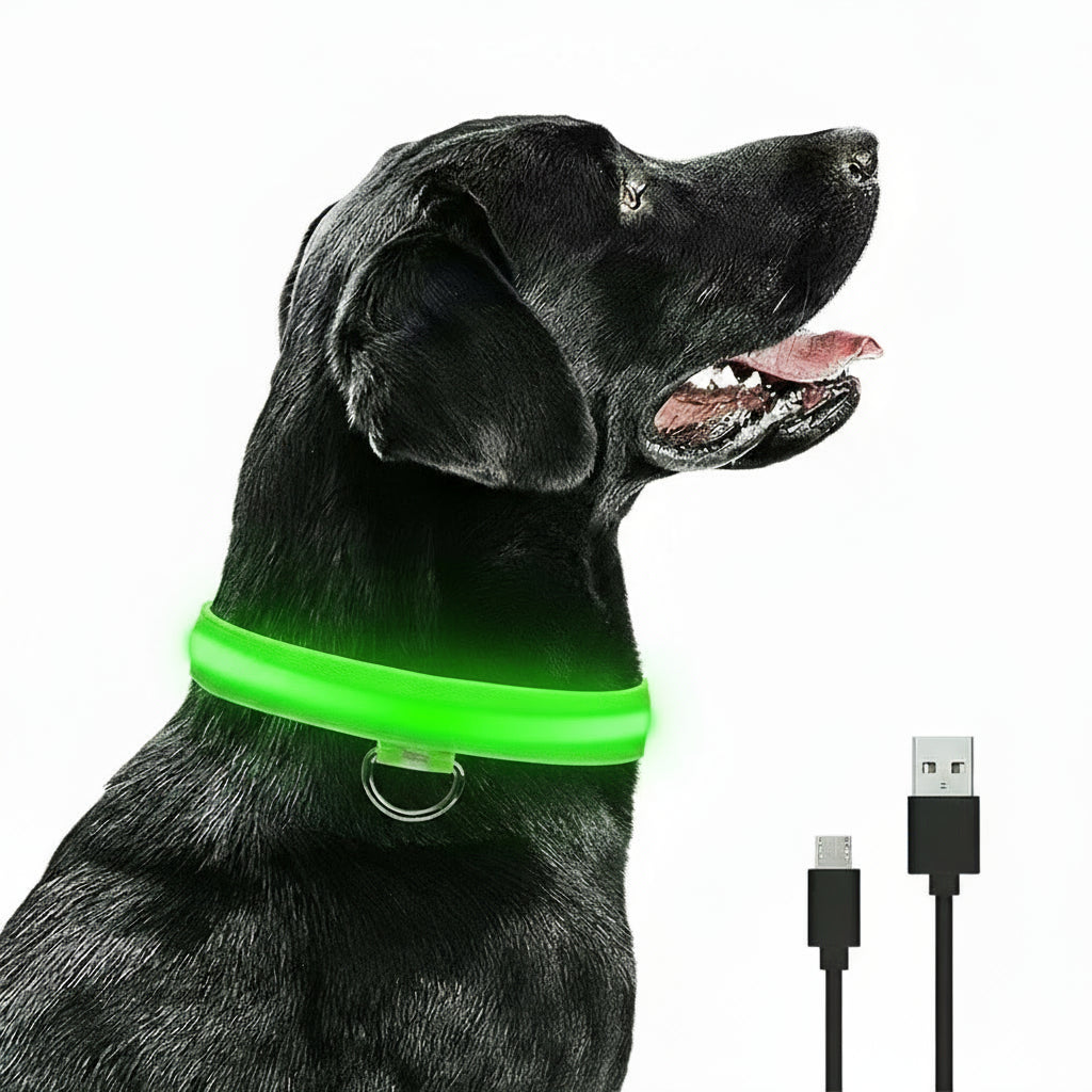 LED Hunde-Halsband: USB-aufladbar, 3 Modi & Abnehmbar zur Verlustprävention - Animalivo